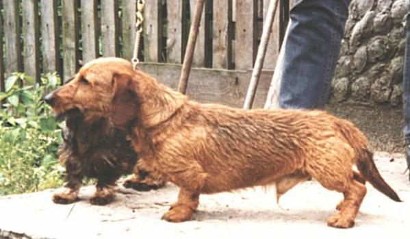 PL CH Klakier Santana