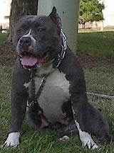 Clp'S RazEdge Diamond