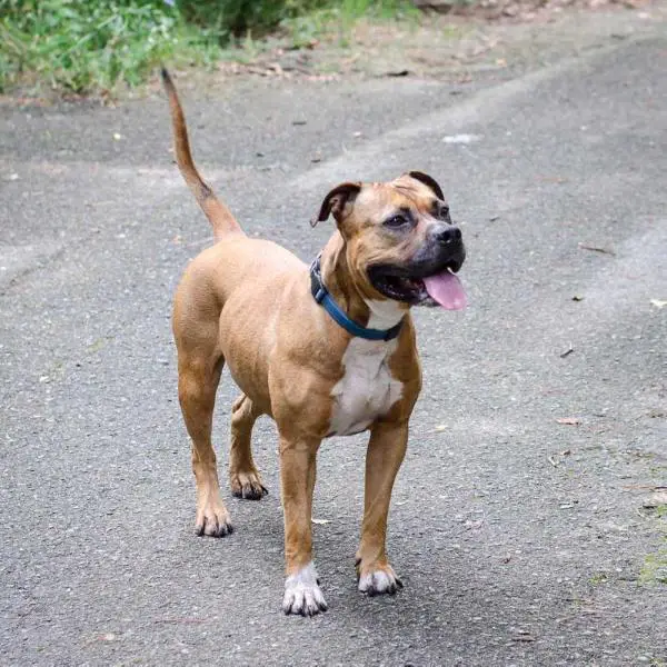 Yellow Yankees Gold Dust