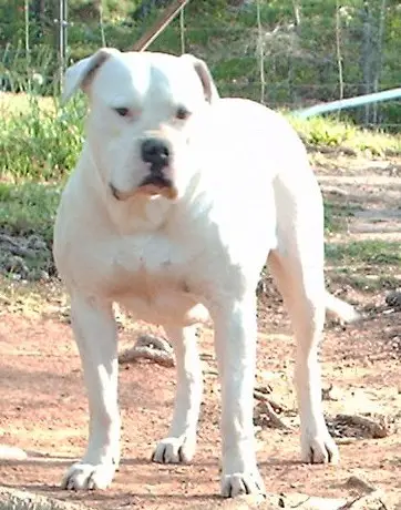 Liberty's Country Girl