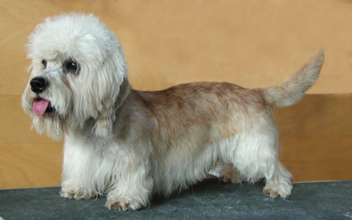 INT CH, MULTI CH Sweet Johnatan of Wild Orchids