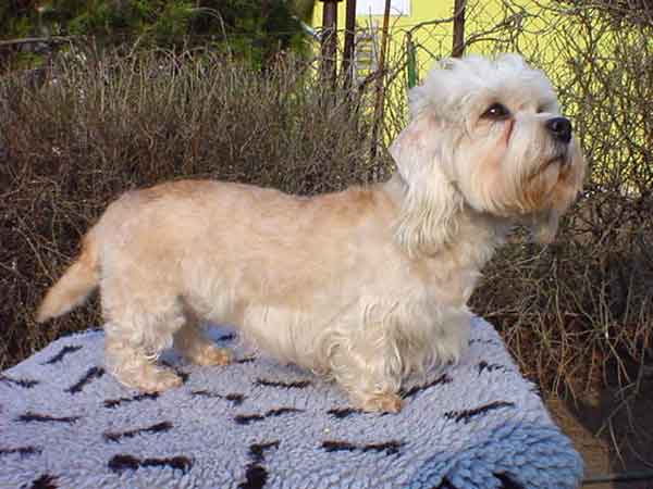 WORLD WINNER Ibolya-közi Iringo