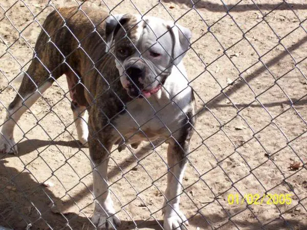 Urban's Cleopatra of Brickner