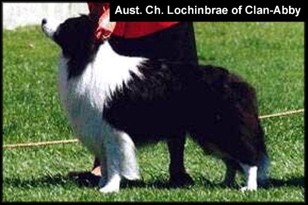 AUST CH Lochinbrae of Clan-Abby