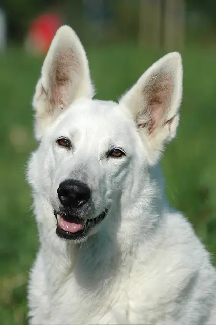 Hanushka of Jackie's White Flake Farm