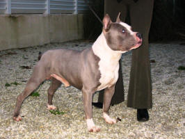 o'ulysse-blue de la missaudière