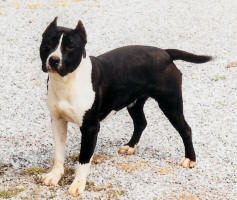 Ophélie de roofnek dog's