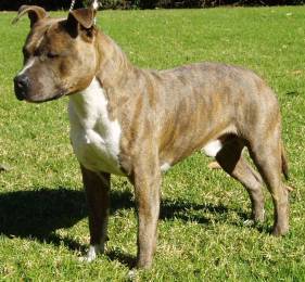 CH Proamstafs Blue Lightnin