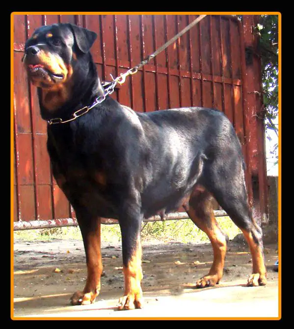 CACIB,RCACIB,INDCH saveilers all time great