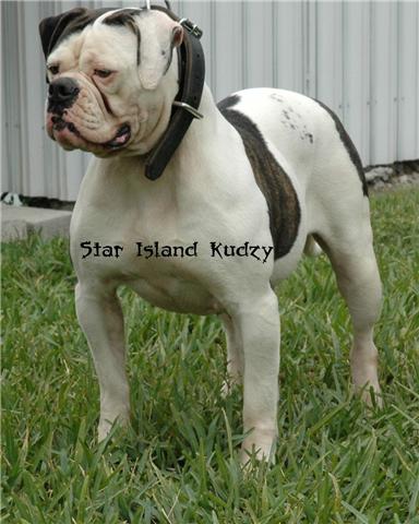 Star Island Kudzy doll