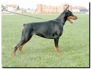 8XYW  4XCAC Arabeska Ina von Wolf stamm