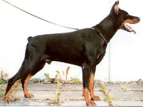 KANS MVA-FIN MVA-ETC Lobo Royal-Bell