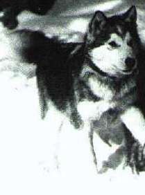 Pandora of Kotzebue