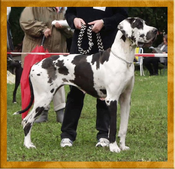 JAGODA VON SCHLESIEN