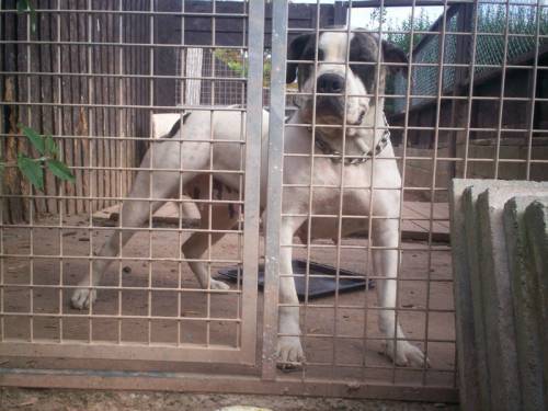 Britania's Tank of Caldey