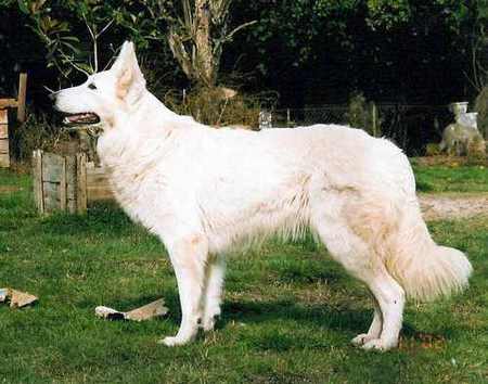 Poussy du Castel d'Arnaga