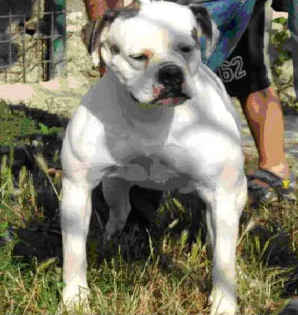 Palumbo's Missy of Cortassa