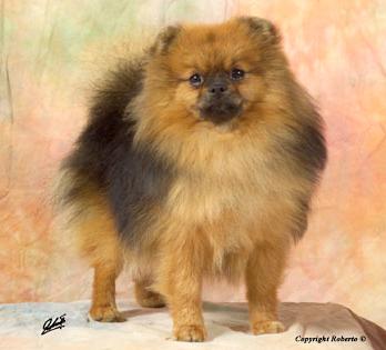 Jenuwane Joy of Pikatchu