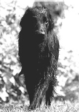 Preludio del Corbezzolo