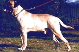 Miska of the Woodbull Farm