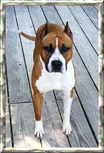 CH Keystones Cauzin A Commotion