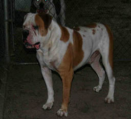 Martin's JDJ Rebel Rousier Sleeve