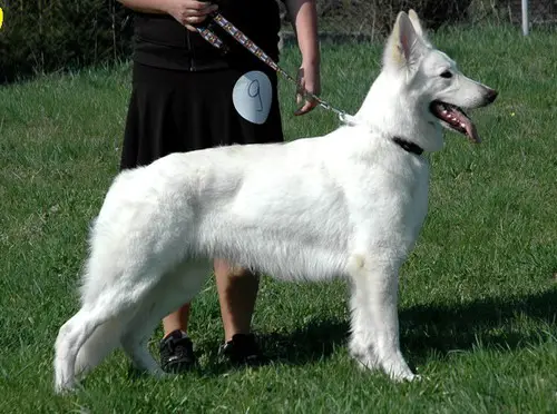 Erstina la Blankpapilio (HD A,ED 0)