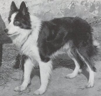 Welsh Farm Ch -80, Welsh Nat Ch -80/-81, Bwlch Taff ISDS 113243