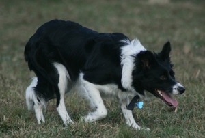 Twirl (ISDS 277892)