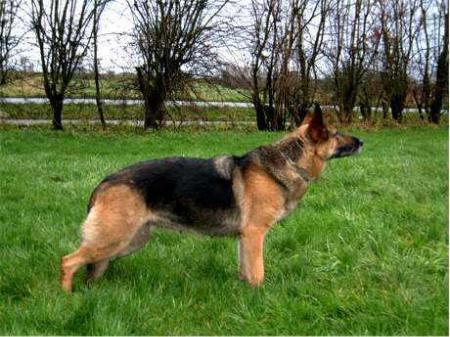 SG Nefa vom Herding Brook