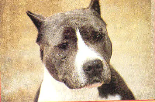 Royal court white rock edition