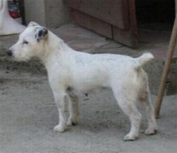 Witje of The Meuse Valley