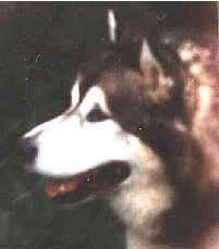 Shamrock's Shaman of Yukon