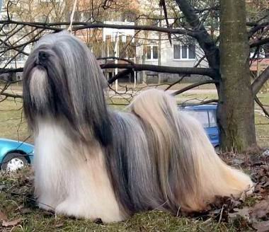 Chic Choix Shameless