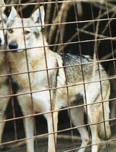 R.CAC Moňa z Krotkovského dvora