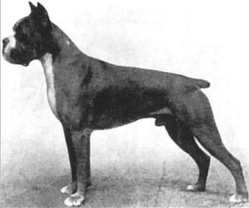 Ajax von der Holderburg