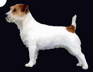 Runninjacs Blue Crush