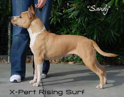 CH X-Pert Rising Surf