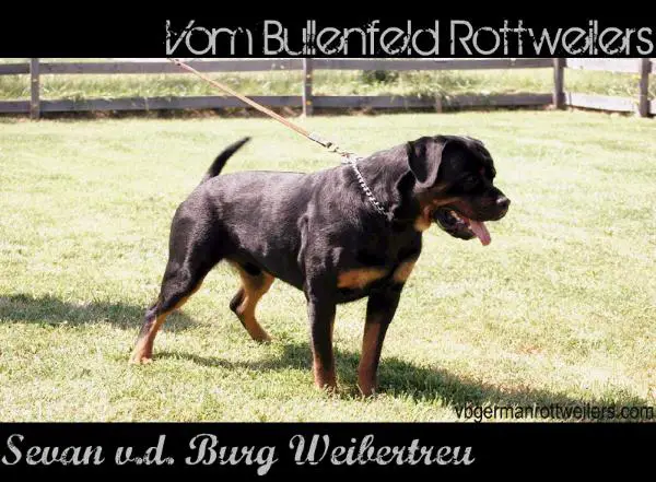 Sevan von der Burg Weibertreu