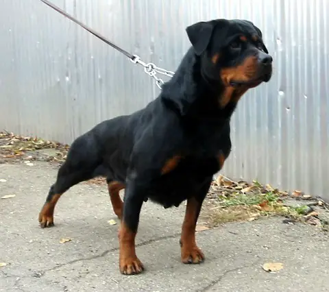 RUS CH Rotti's Allyans Opium