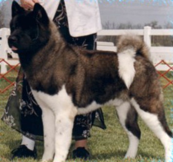 AKC CH OPR Heartbeat Of America At CR