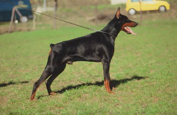 Dragon dei Sauli Grimaldi