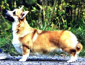 FIN,S,EST CH Annline's Unique Design