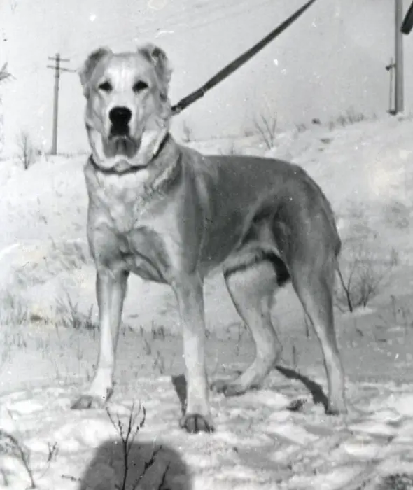Dzheila