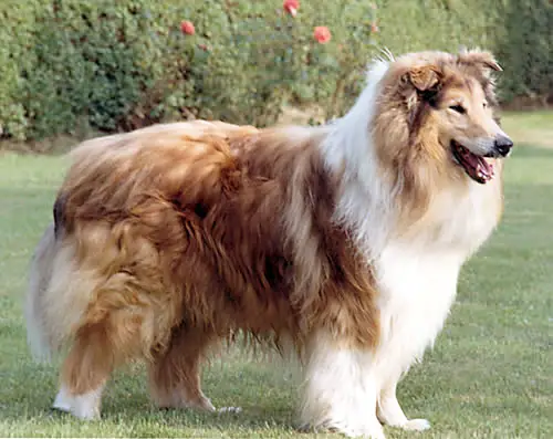 Arranbrook Mr. Chips of Aberhill