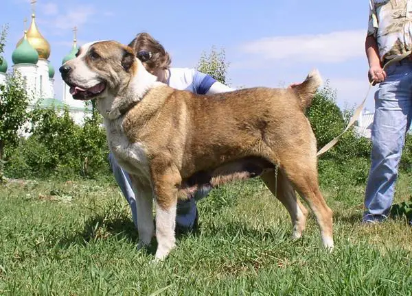 RUS CH Ortodoks Konvent Kichi