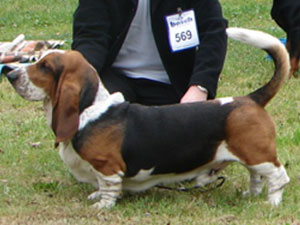 Franbar's DR.DOLITTLE