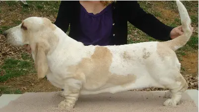 Yoko Corkey's Moravia Bray