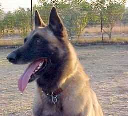 St Rombouts Aeschylus