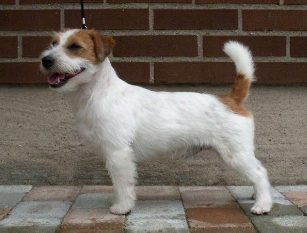 CAC Brösing's Australian Touch